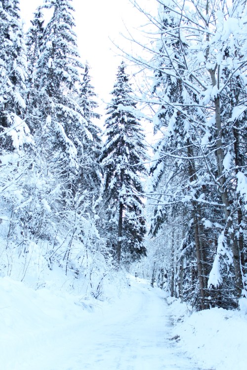 Alpbach forest by missneriss