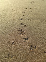 Footprints in the Sand, image by Katharina Schuetz sourced from http://www.dreamstime.com/