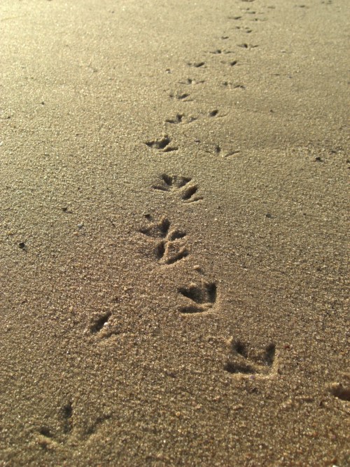 Footprints in the Sand, image by Katharina Schuetz sourced from http://www.dreamstime.com/